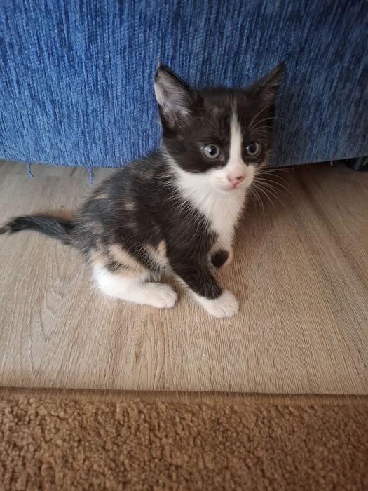 Отдам кошку в добрые руки