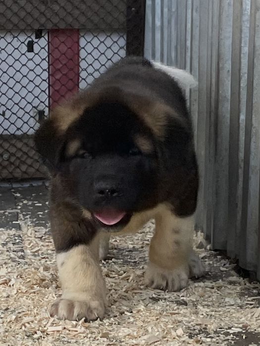 Щенки американской акиты