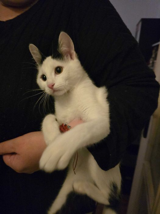 Подарявам малко коте