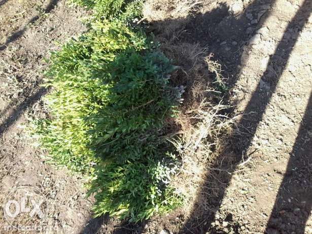 Buxus si tuia(planta ornamentala,gard viu)