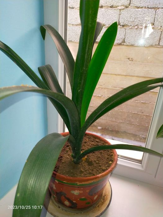 Комнатные домашние цветы