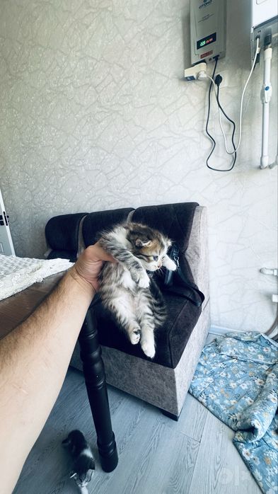 Siyamskiy mushuk bolasi bilan
