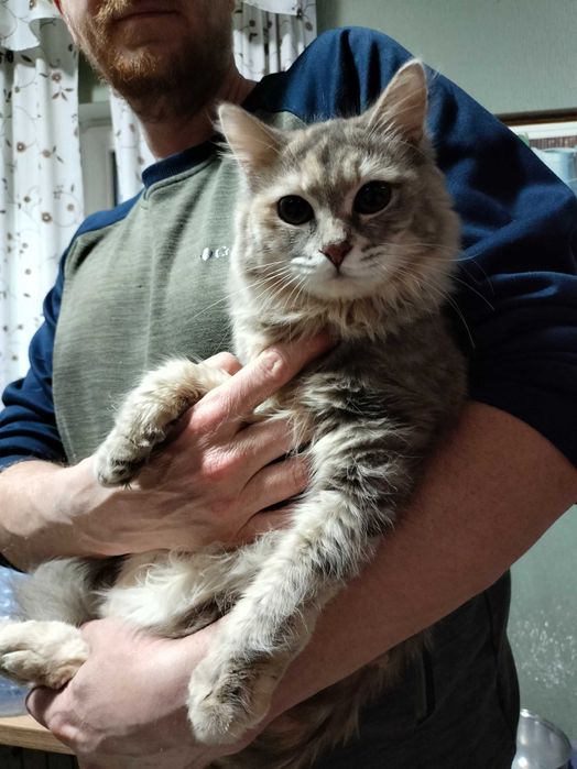 Стерилизованные кошки в добрые руки