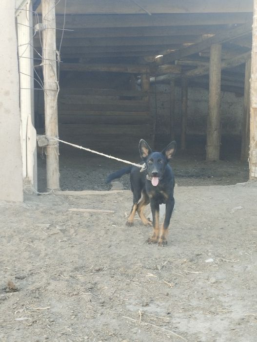 Продается щенок овчарка