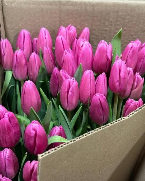 Тюльпаны на 8 марта