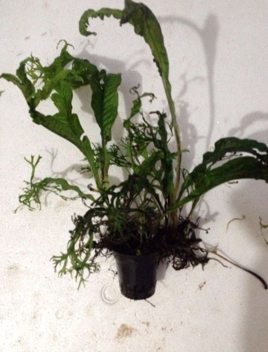 Plante fără co2       .