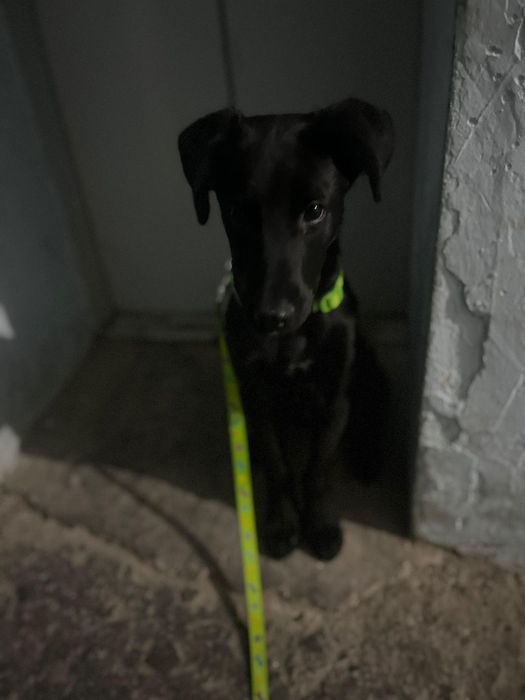 "Милая чëрная девочка"