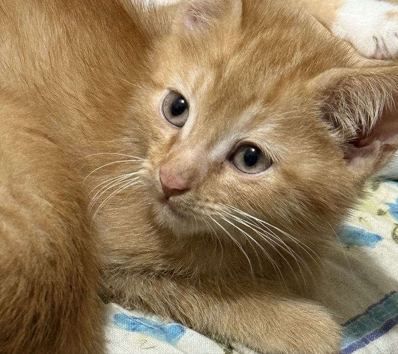 Котята домашние