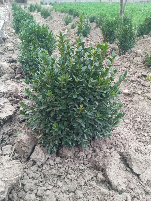 Shamshod mayda kochatlar