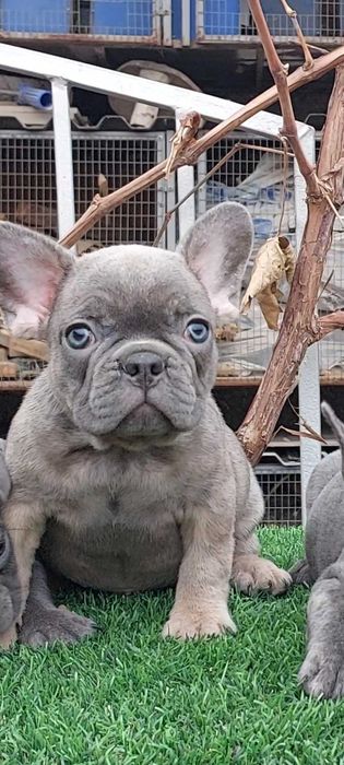 Красивые французики