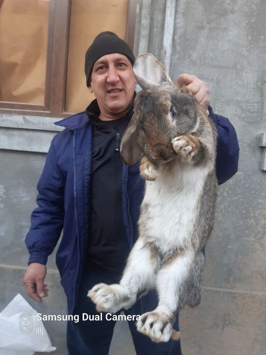 Quyon bolalari 1,5 oylik