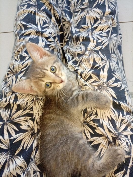 Отдам котят 1.5 месяца