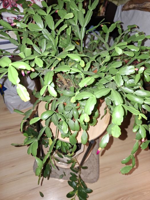 Crăciuniță românească