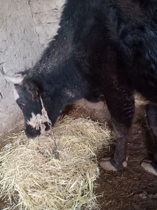 Продается две коровы