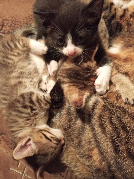 Отдам котят в хорошие руки
