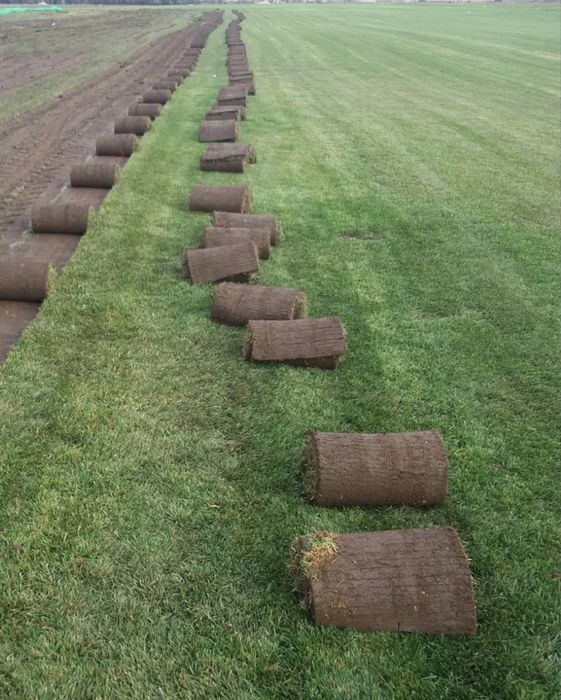 Gazon rulou proaspat- ideeal pentru curte si gradina