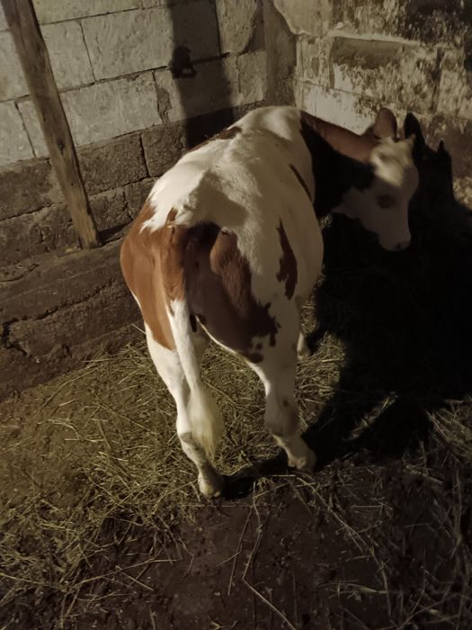 3 vițele vârstă 4 luni respectiv 3