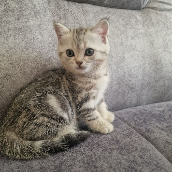 Котята котята котята