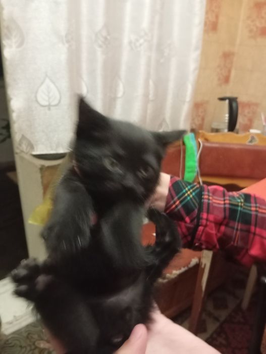 Отдаем котят в добрые руки