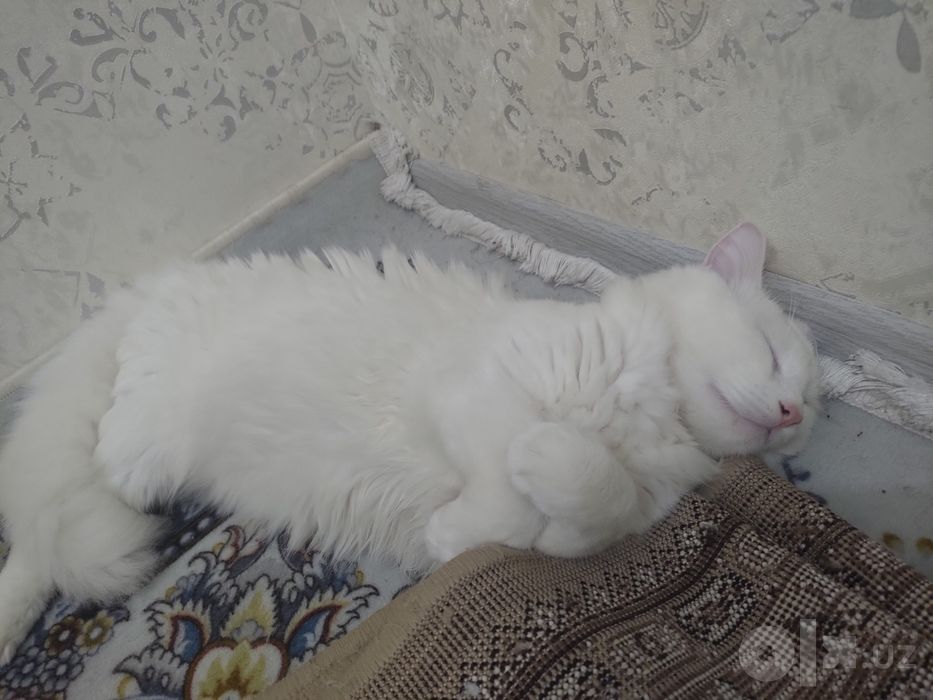 Angora yaxshi qollarga beriladi