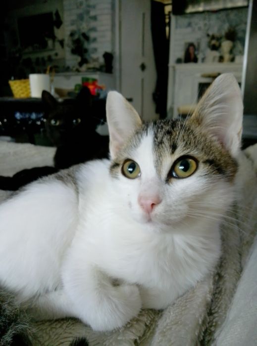 Кошечка ищет домик