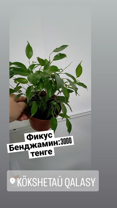 Фикус Бенджамин:3000 тенге