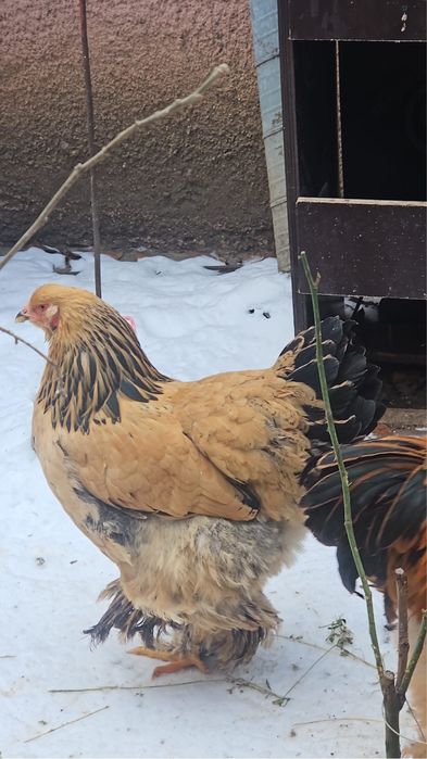 Familie brahma 1+1 si mii de flori 1+1
