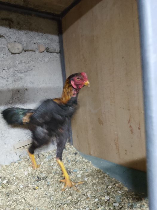 Продам бойцового петуха