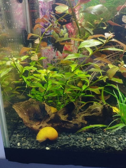 аквариумные растения