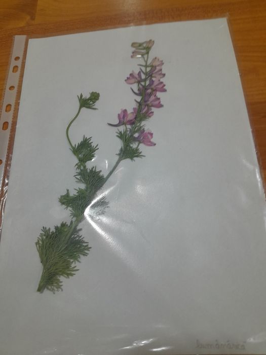 Ierbar școlar  25 plante
