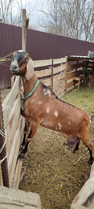 Козлик БиталоКамориНуб