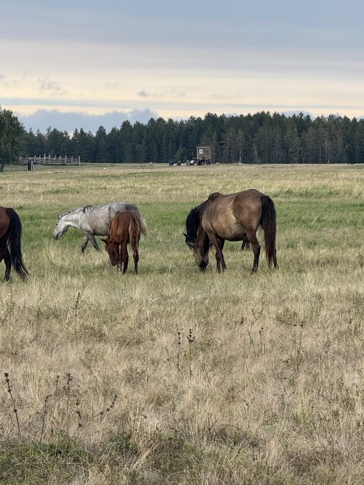 Продам лошадей…