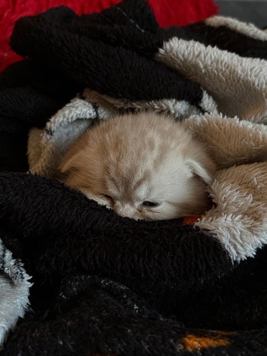 котенок веслоухий шотландец