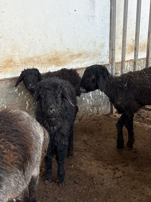 Қозылар сатылады 55к тг