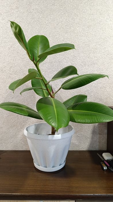 Продам комнатный цветок