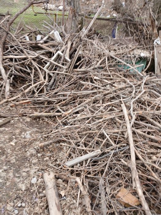 Дрова не рубленные,ветками