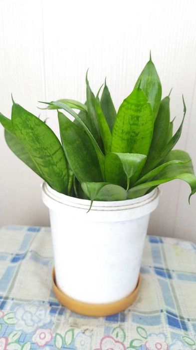 Сансеверия цветок НАСА