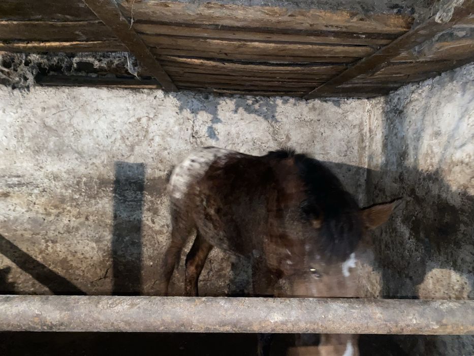 Тай Кунанга шыгады