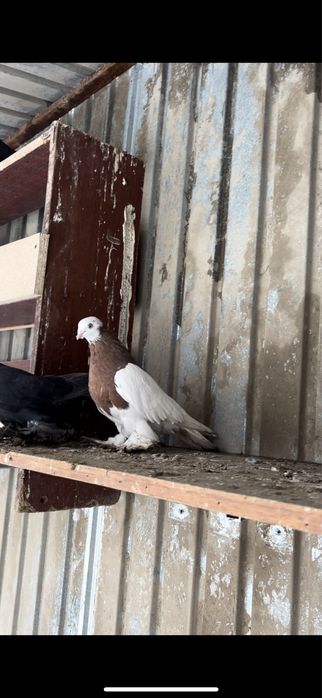 Голуби самка капкан самка