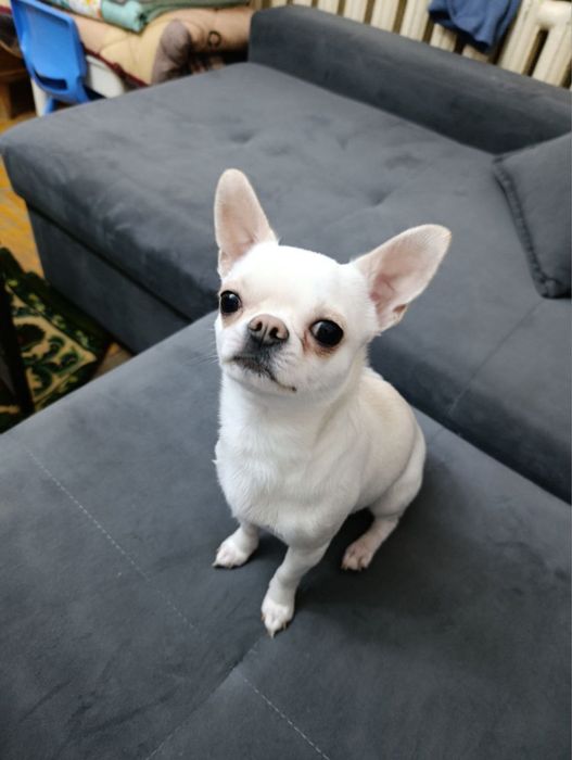 Мальчик ищет девочку. Вязка