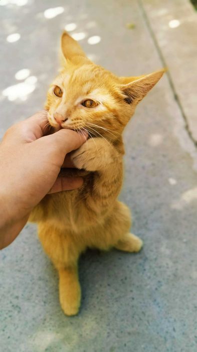 Отдам хорошим людям