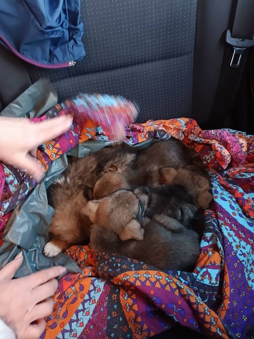 Кученца Подарявам, СПЕШНО в град Пловдив!