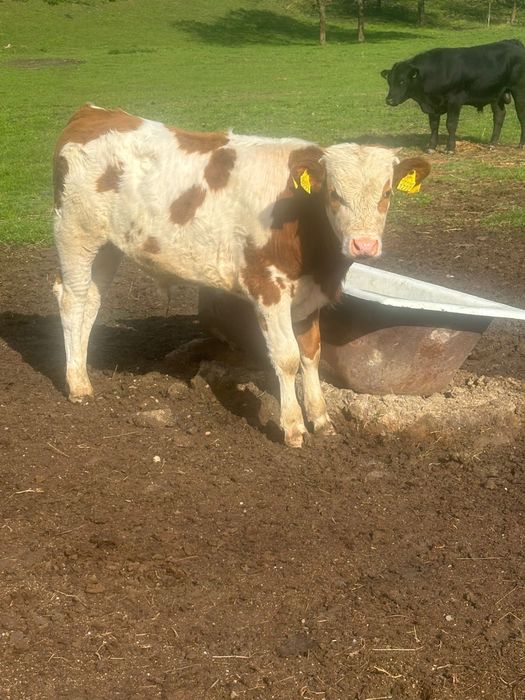 Tăuraș și Vitea bălțata românească