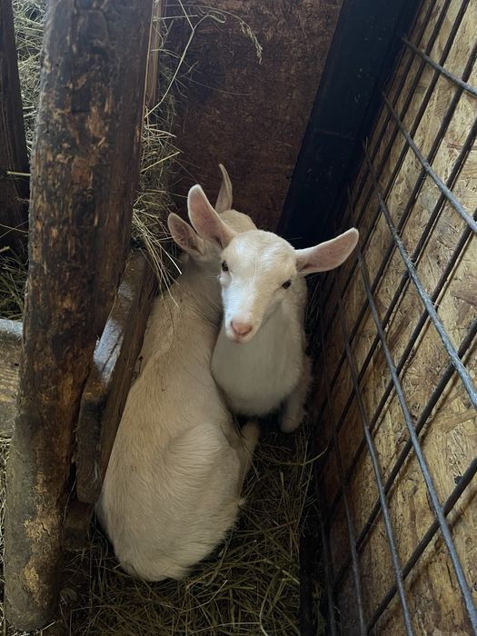 capre, iede si tap Saanen