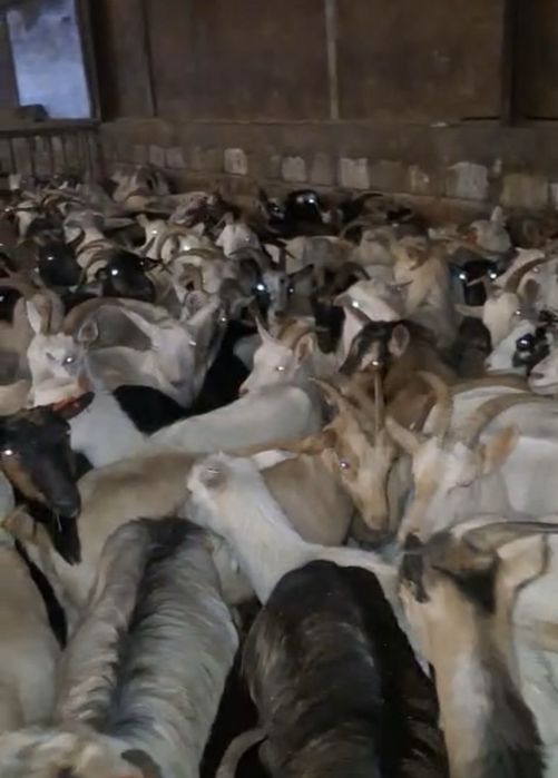 Capre de vanzare carpatine . Mai multe detalii la telefon