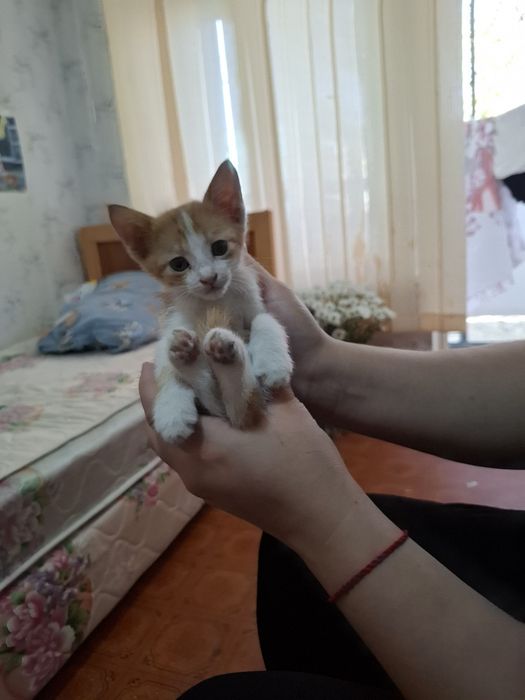 Отдам котят в добрые руки