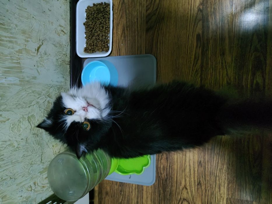 Персидская кошка ищет дом