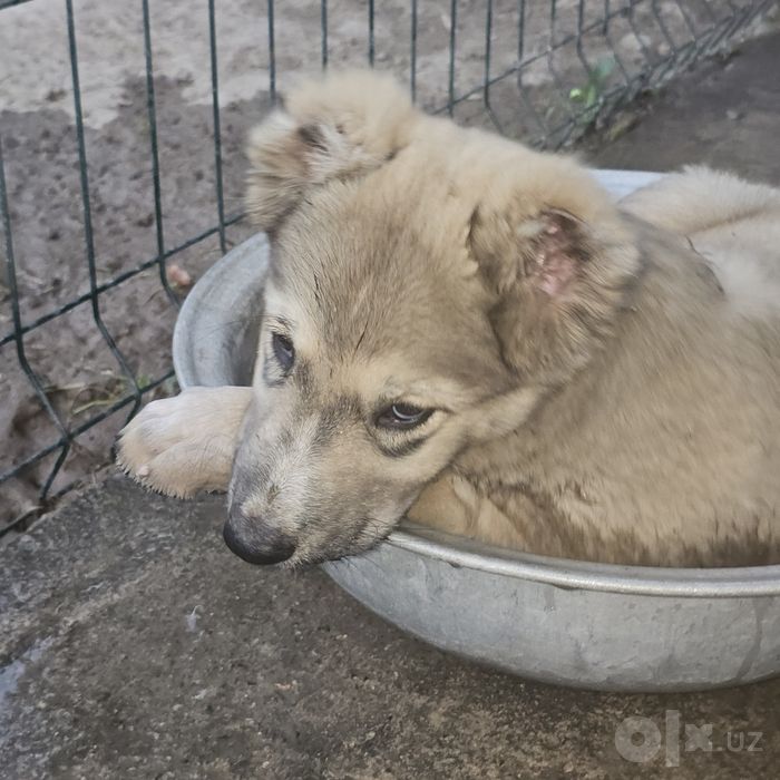 Продаётся щенок алабай  малчик