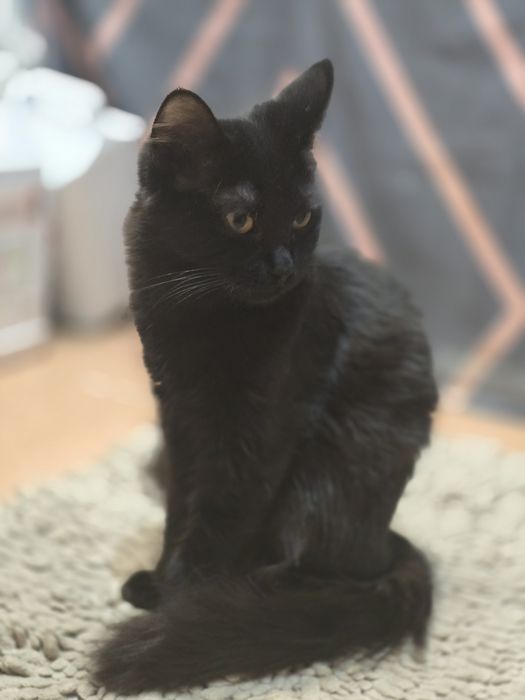 Котятки в добрые  руки