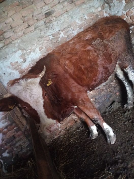 Vaca de vânzare 1 an